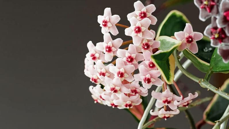 Flor-de-cera (Hoya carnosa)