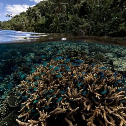 Recifes de coral resilientes à crise climática cobrem 165 mil km²