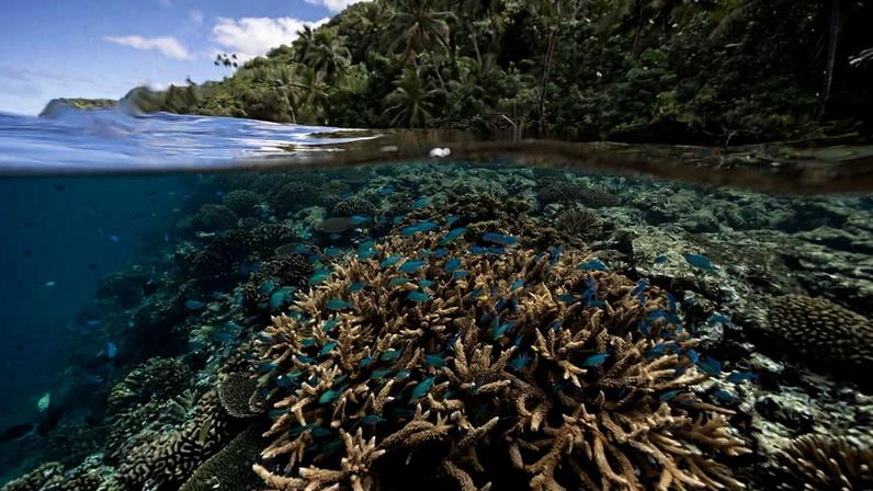 Recife de coral em Teahupo'o, Taiti, Polinésia Francesa