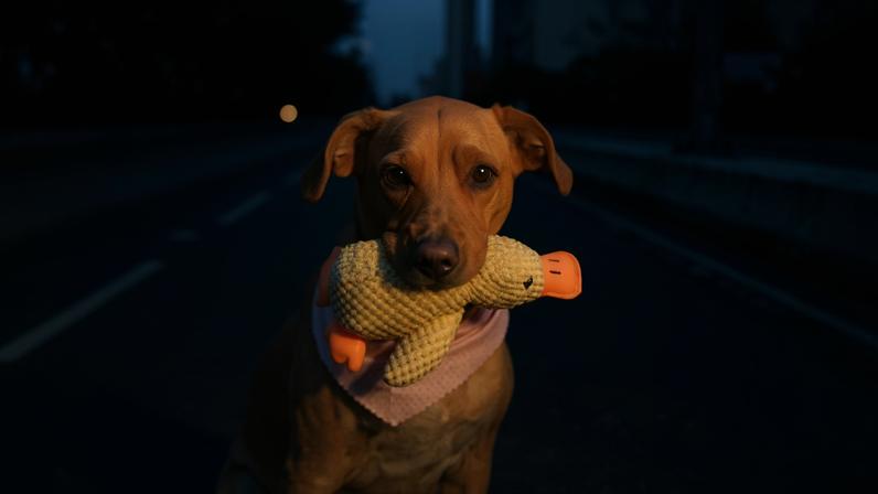 Cachorro marrom sentado no meio da rua segurando um brinquedo de pelúcia colorido na boca. Pessoa ao lado segura a guia do animal. Edifícios e árvores aparecem ao fundo em ambiente urbano.