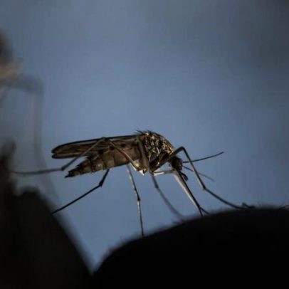 Mistura química pode atrair mosquitos em algumas pessoas