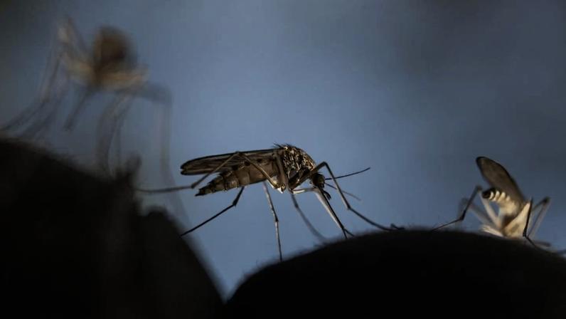 Mosquito tenta picar mão de uma pessoa protegida por luva