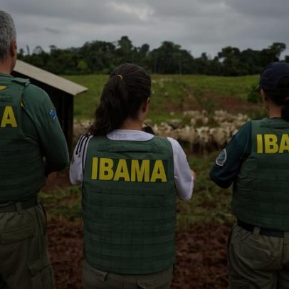 Ibama realiza primeiro leilão de gado apreendido em área desmatada