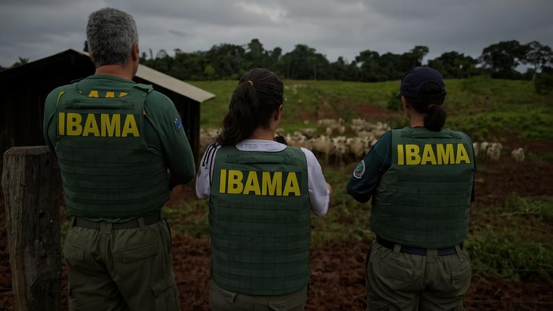 Três agentes do IBAMA de costas, usando coletes verdes com a sigla amarela, observam um rebanho de gado em pastagem cercada por cerca de madeira e área verde ao fundo.
