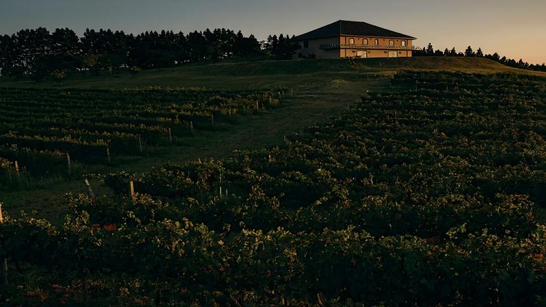 Casa de arquitetura moderna no topo de colina cercada por vinhedo extenso. Luz do entardecer ilumina fachada e plantações organizadas em fileiras. Árvores formam linha ao fundo.