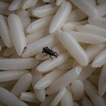 Caruncho na despensa: como eliminar esses insetos