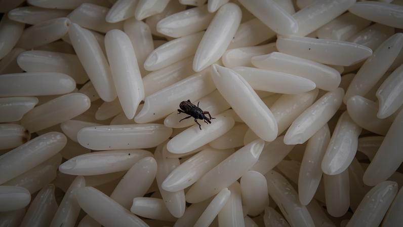 Caruncho do arroz (Sitophilus oryzae)
