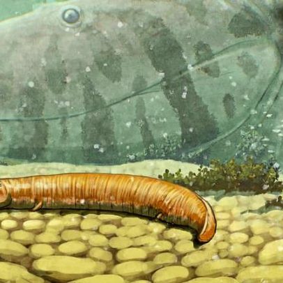 Primeiros animais que migraram para terra eram aquáticos e sem fase larval