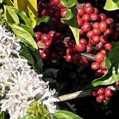Chuvas fora de época provocam florada rara de café no Espírito Santo