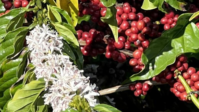 Florada registrada na época da colheita na fazenda Chapadão, que cultiva café conilon em Linhares (ES)