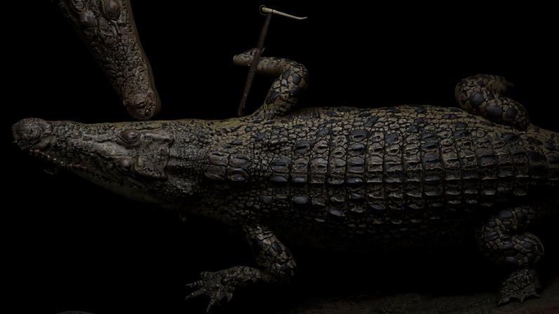 Crocodilos em um recinto no Johnsons of Old Hurst, uma fazenda e zoológico no leste da Inglaterra