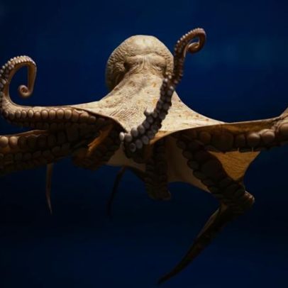 Interagir com polvo é como encontrar uma inteligência alienígena