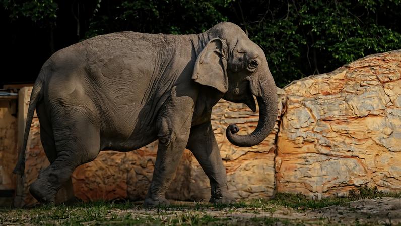 Elefante asiático caminha da esquerda para a direita em área com sombra e luz solar, com parede de pedra amarela ao fundo e vegetação densa.