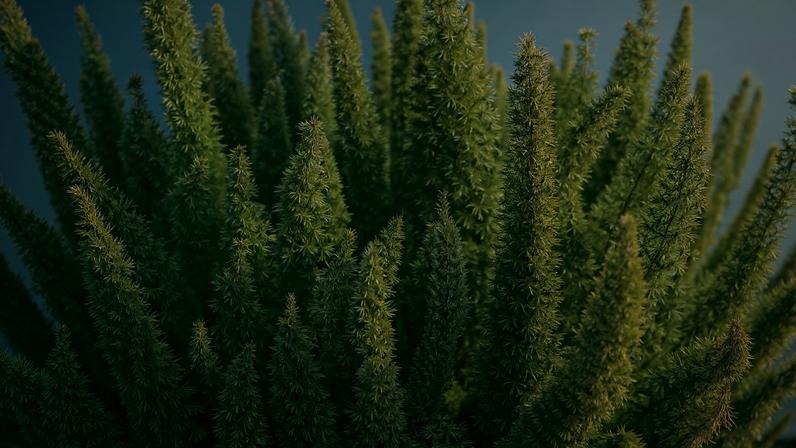 Planta com numerosas folhas verdes longas, finas e pontiagudas, agrupadas em formato denso e ereto. Fundo desfocado com céu azul e algumas folhas de outras plantas.