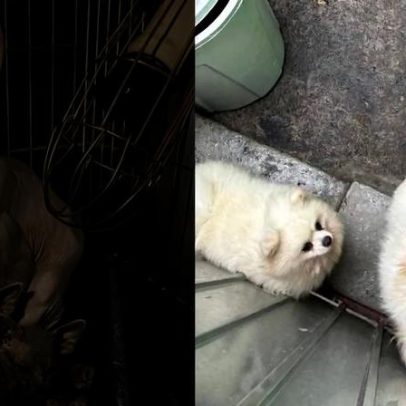 Polícia resgata 141 cães e gatos e prende mulher por maus-tratos em SP