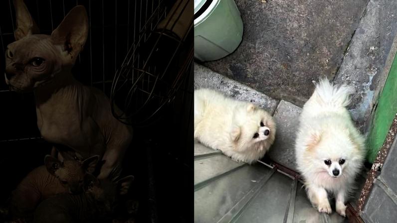 Gatos e cães regatados de residência no Belenzinho, na zona leste de São Paulo; mulher foi presa sob suspeita de maus-tratos