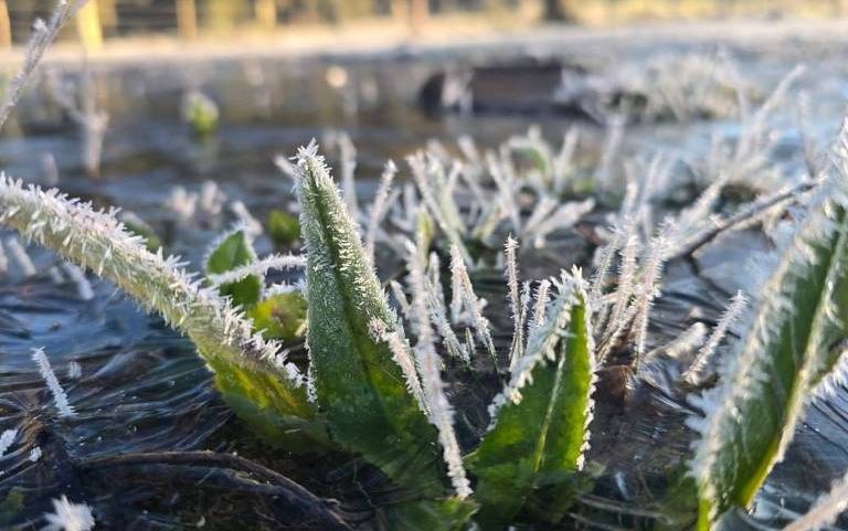 Plantas verdes cobertas por cristais de geada crescem sobre uma superfície de água congelada, refletindo luz do sol em ambiente externo.