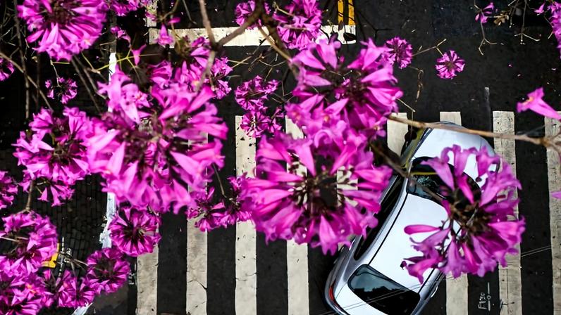 Ipê-roxo na rua Carlos Weber, na Vila Leopoldina, zona oeste de São Paulo - Zanone Fraissat / Folhapress