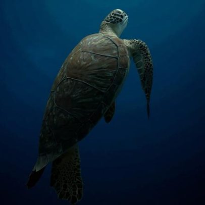 Tartarugas marinhas recalculam rotas guiadas por campo magnético em até 24 horas