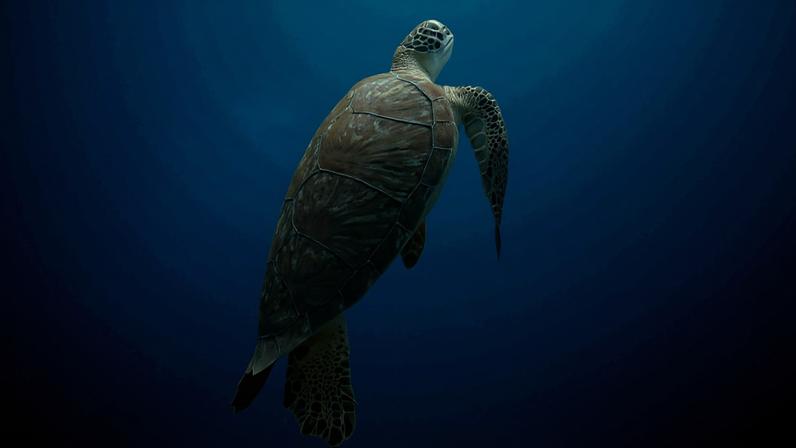 Tartaruga-verde (Chelonia mydas) nadando; experimento sugere que reprogramação de rota de tartarugas é lento e gradual, não repentino