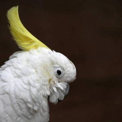 Comportamento sexual de aves é comum e normal, aponta estudo