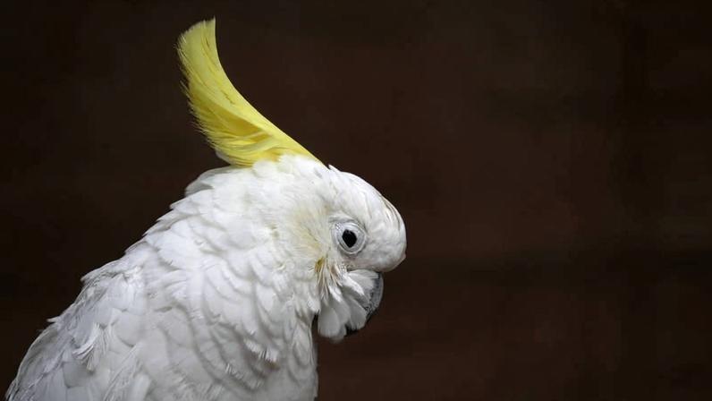 Cacatua galerita, uma das espécies que, segundo pesquisa, se masturba