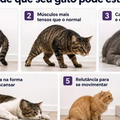 Gato com dor: sinais pouco percebidos por tutores