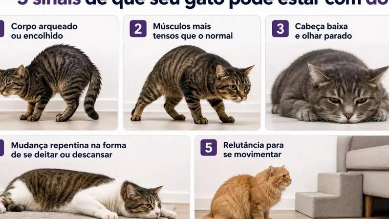Gato com dor