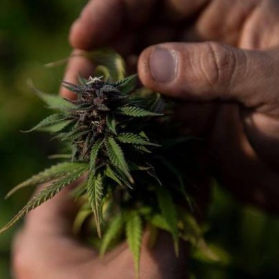 Brasil exportou maconha no passado: o comércio esquecido