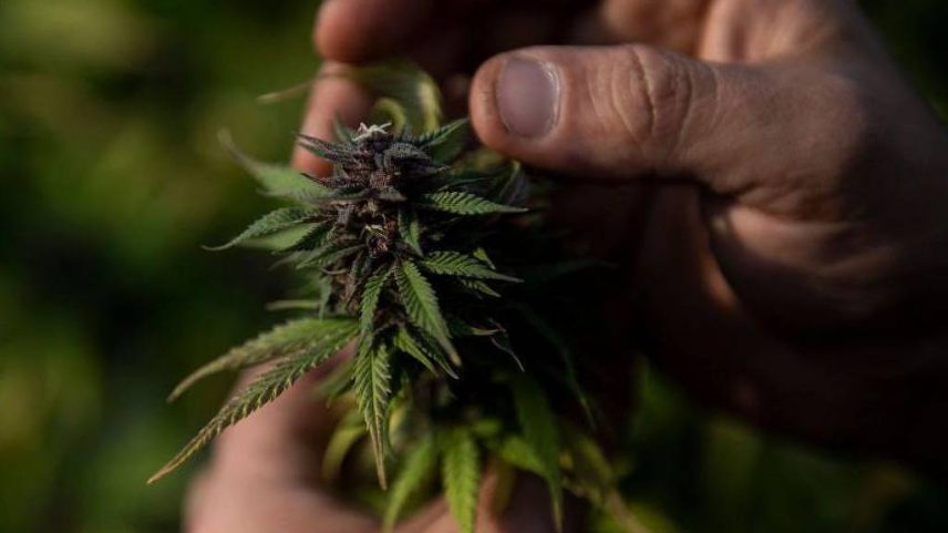 Pé de maconha; de acordo com especialistas, a maconha está presente no Brasil desde o período colonial