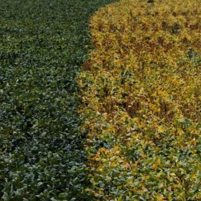 Da soja ao petróleo: como viramos plano B de Pequim e por que isso é um alerta