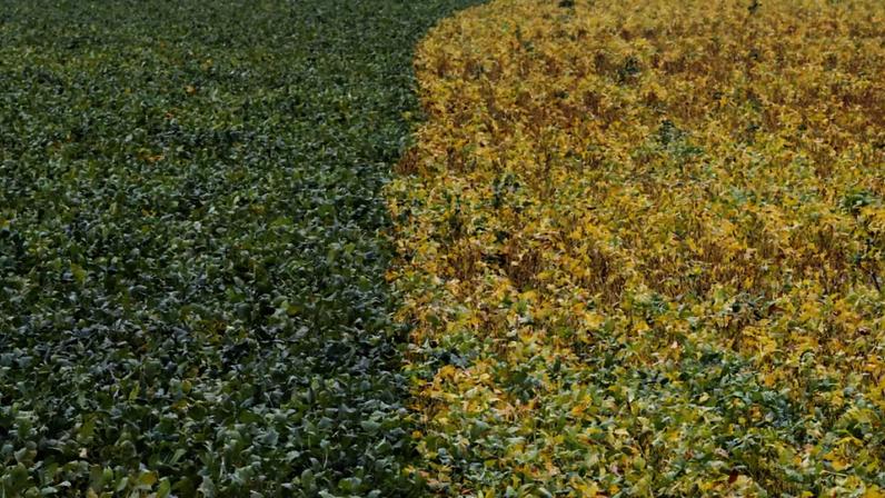 “Quando a China liga o sinal verde, o Brasil deveria ver o amarelo”.
