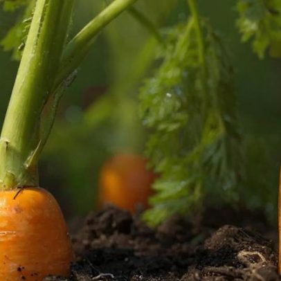 Como cultivar cenoura em vaso: dicas práticas