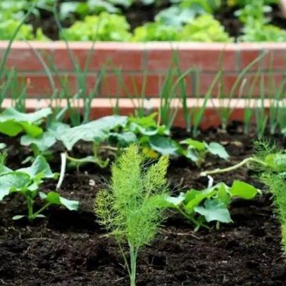 Comece a cultivar temperos frescos e decore seu espaço