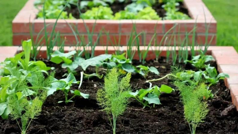 Horta em quintal