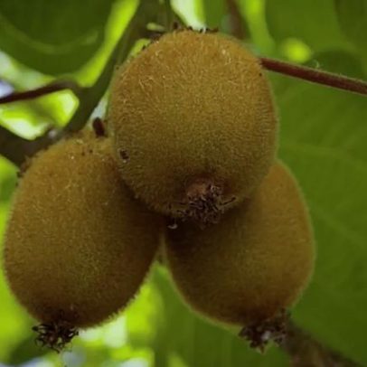 Como cultivar kiwi em casa e acelerar a colheita