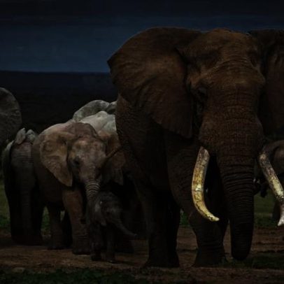 Elefantes: memória excepcional, empatia e luto entre animais inteligentes