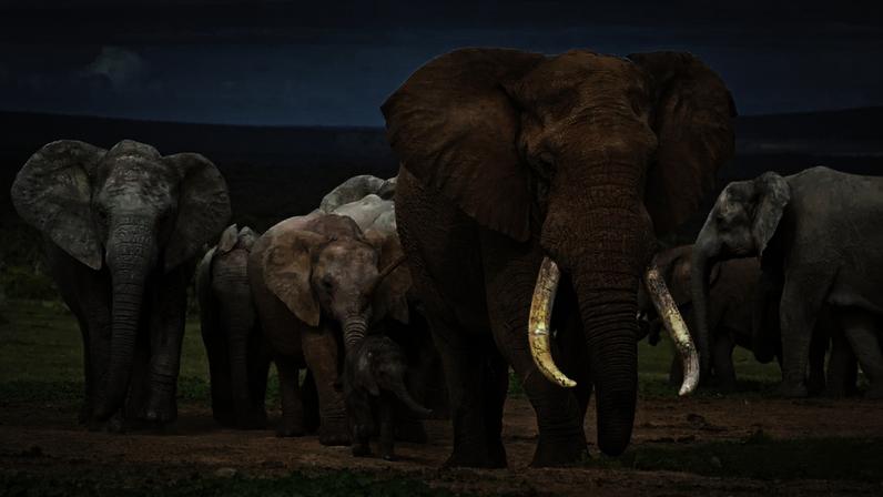 Estudos das últimas décadas indicam que esses animais apresentam um conjunto raro de habilidades cognitivas e emocionais – depositphotos.com / zambezi