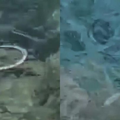 Cobra-ferradura atravessa ilhas espanholas nadando e ameaça lagarto nativo