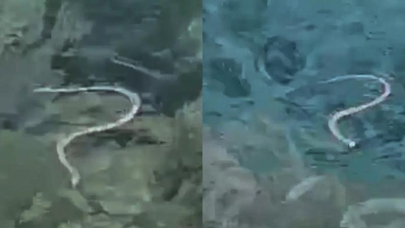 Cobra-ferradura atravessa ilhas espanholas nadando e ameaça lagarto nativo
