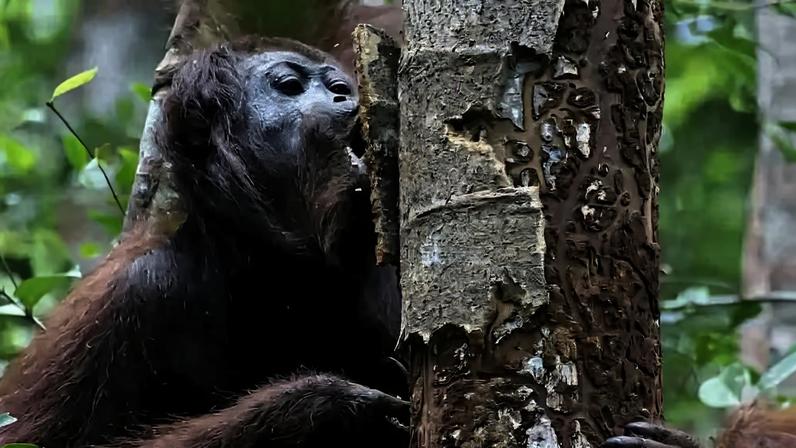 Orangotango-de-bornéu (Pongo pygmaeus), marrom com rosto cinza, mordendo a casca de uma árvore com o tronco danificado, em meio à folhagem verde da floresta