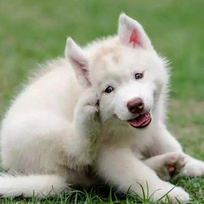 Pulgas, carrapatos e infecções ameaçam a saúde de cães de estimação