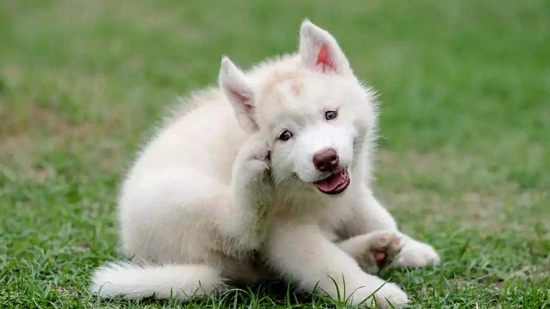 Além de coceiras, ferimentos ou mudanças de comportamento mais claras, diversas doenças silenciosas podem comprometer de forma significativa a qualidade de vida desses animais – depositphotos.com / lufimorgan