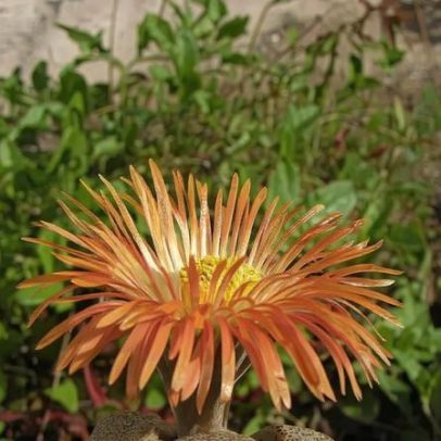 Plantas que parecem pedras confundem moradores