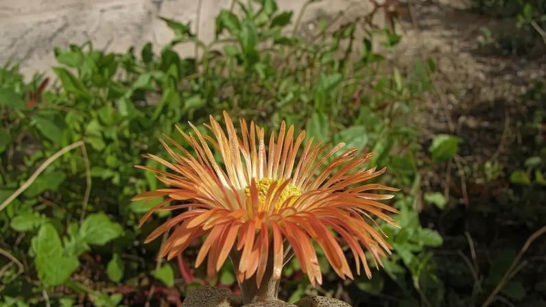 Plantas que parecem pedras confundem moradores