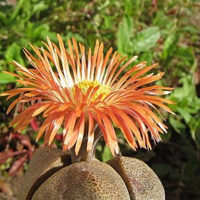 Plantas curiosas que parecem pedras à primeira vista