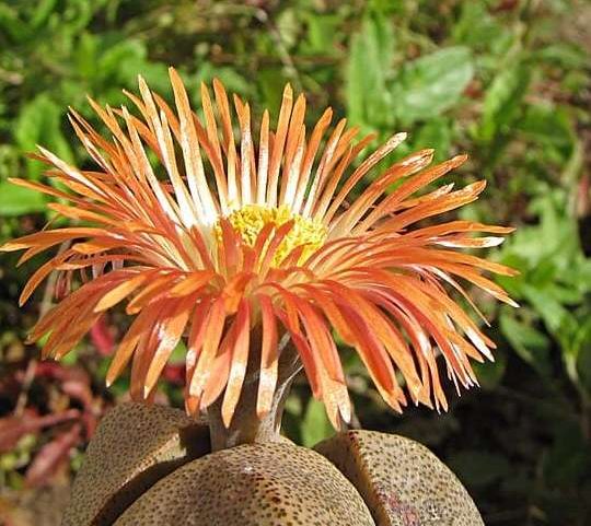 Plantas curiosas que parecem pedras à primeira vista