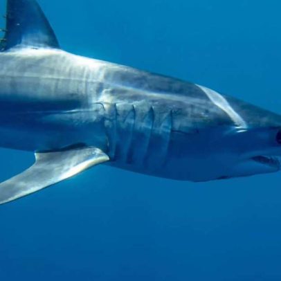 Tubarão-mako: o predador mais veloz dos oceanos