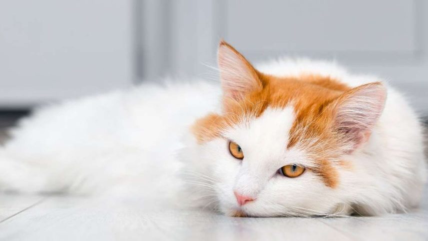 Saúde mental dos pets é essencial; veja como cuidar