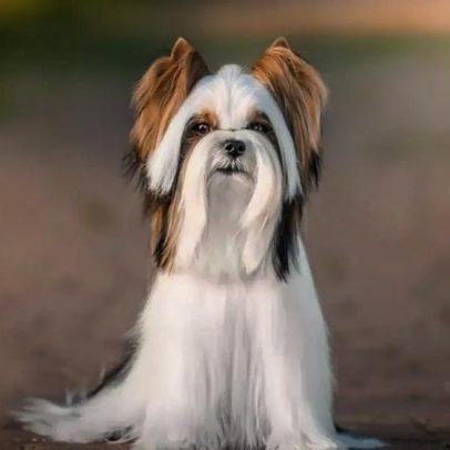 Biewer Terrier: conheça as características da raça